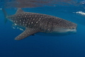   huge whale shark feeding Mexico  